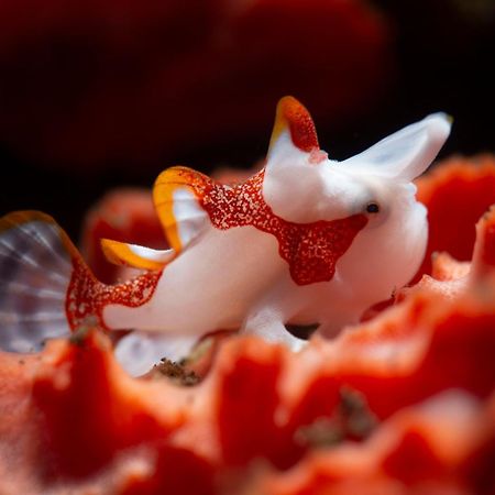 Palm Springs Bali Dive Resort Tulamben  Bagian luar foto