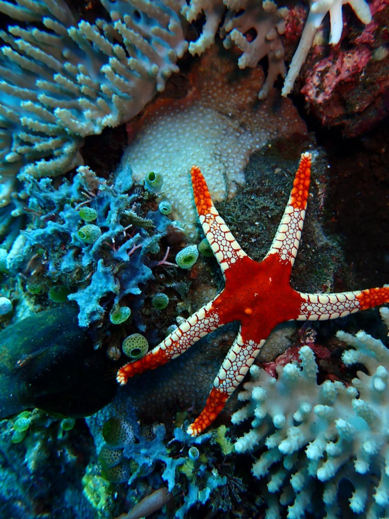 Palm Springs Bali Dive Resort Tulamben  Bagian luar foto